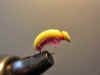 Yellow_and_pink_floating_beetle.jpg (197924 bytes)
